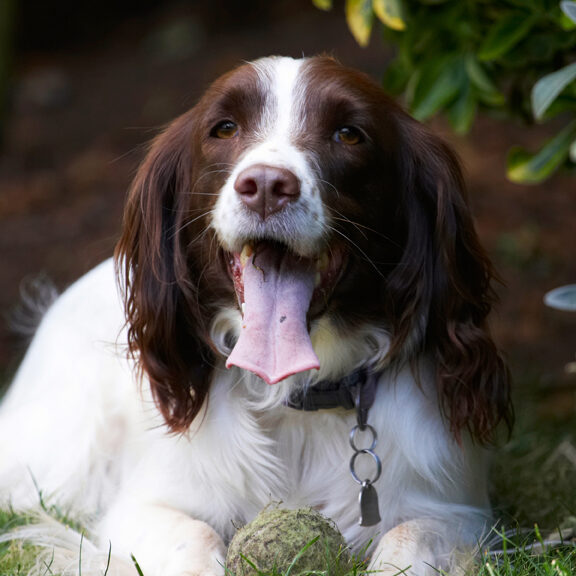 Dog, Dogs, Lola, Spaniels, Springer Spaniel, Tongue