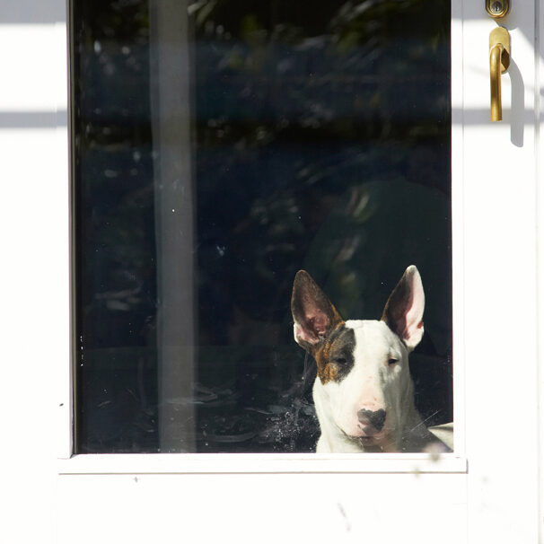 Dog, Dogs, English Bull Terrier, Mana, Terriers