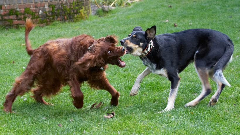 Alfie, Dog, Dogs, Ella, Greek mutt, Irish Setter