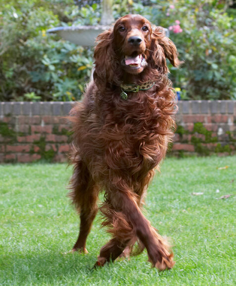 Aflie, Dancing, Dog, Dogs, Irish Setter