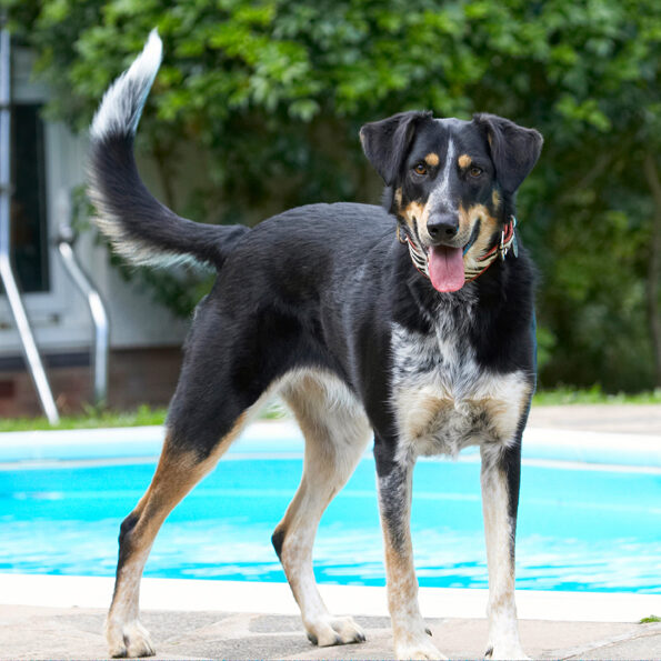 Dog, Dogs, Ella, Greek mutt, Swimming Pool, Tongue