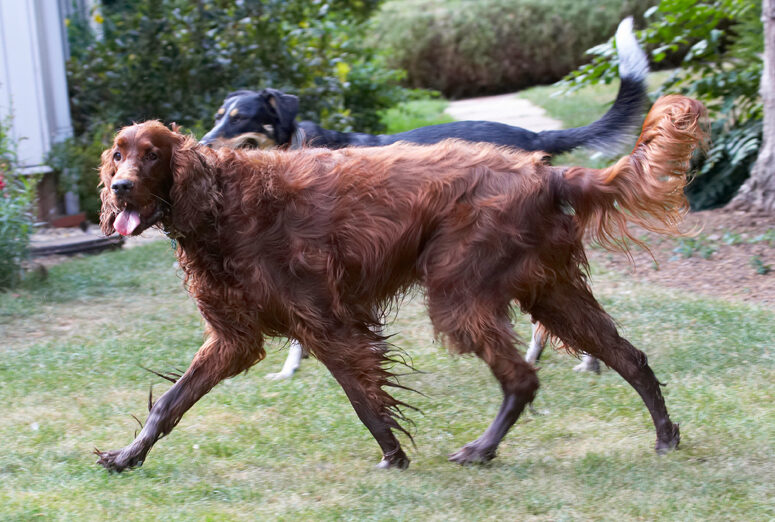 Aflie, Dog, Dogs, Ella, Greek mutt, Irish Setter, Tongue