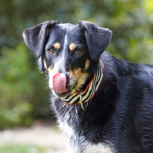 Dog, Dogs, Ella, Greek mutt, Tongue