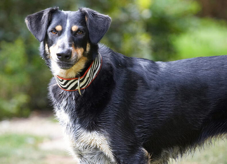 Dog, Dogs, Ella, Greek mutt