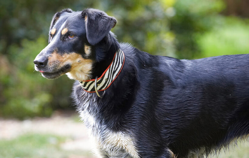 Dog, Dogs, Ella, Greek mutt