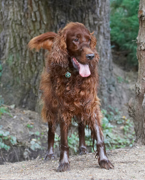 Aflie, Dog, Dogs, Irish Setter, Tongue