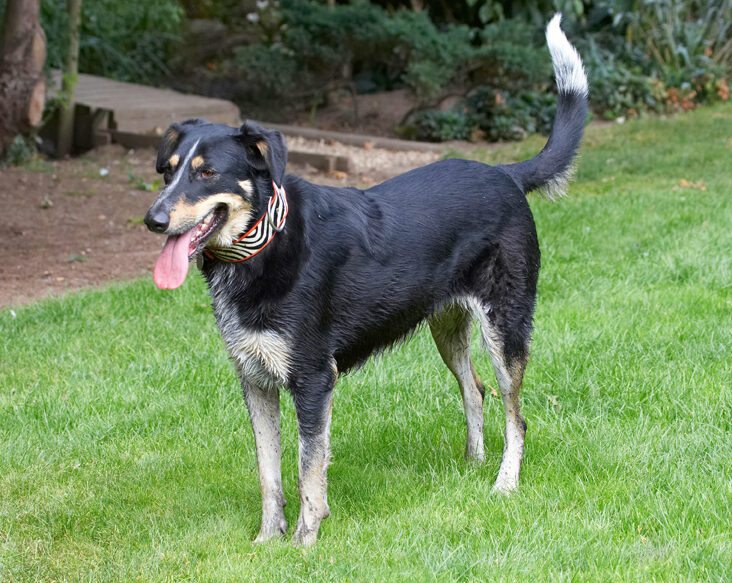 Dog, Dogs, Ella, Greek mutt, Tongue