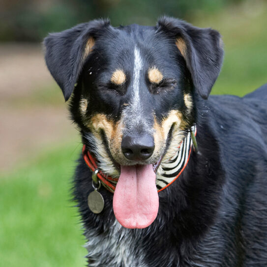 Dog, Dogs, Ella, Greek mutt, Tongue