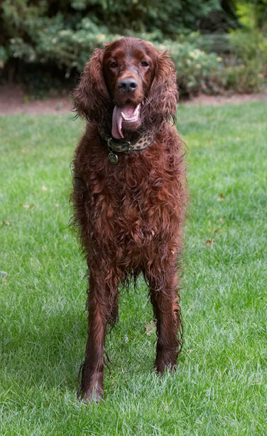 Aflie, Dog, Dogs, Irish Setter, Tongue