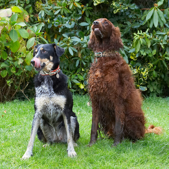Alfie, Dog, Dogs, Ella, Greek mutt, Irish Setter, Tongue