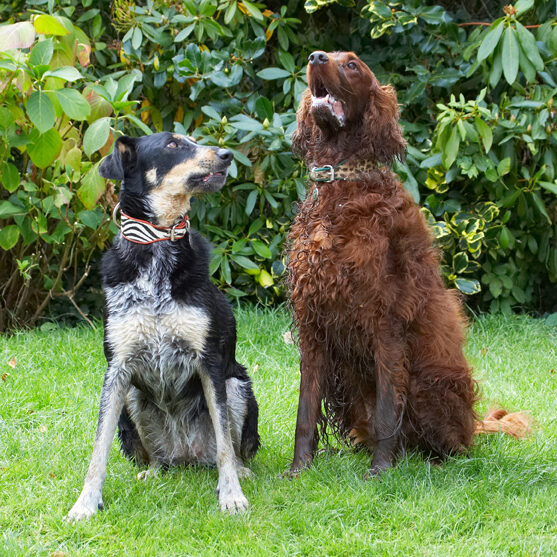 Alfie, Dog, Dogs, Ella, Greek mutt, Irish Setter