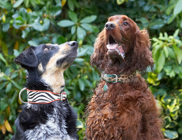 Alfie, Dog, Dogs, Ella, Greek mutt, Irish Setter, Tongue