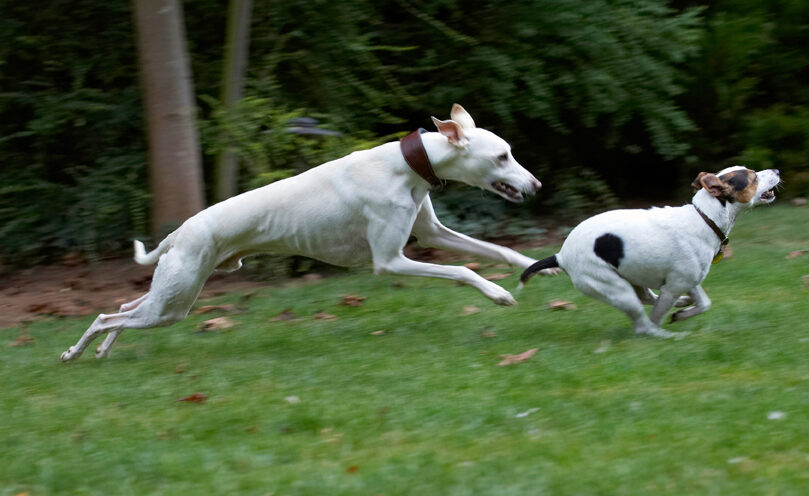 Dog, Dogs, Jack Russell Terrier, Okii, Terriers, Whippet, Willow