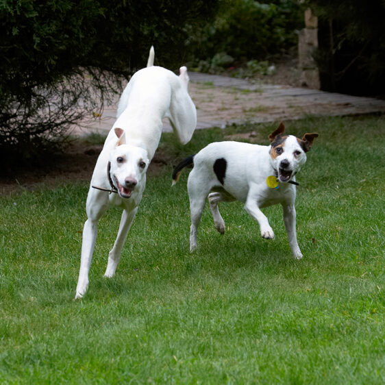 Dog, Dogs, Jack Russell Terrier, Okii, Terriers, Whippet, Willow