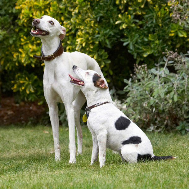 Dog, Dogs, Jack Russell Terrier, Okii, Terriers, Tongue, Whippet, Willow