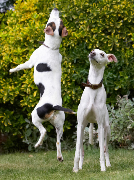 Dog, Dogs, Jack Russell Terrier, Okii, Terriers, Whippet, Willow