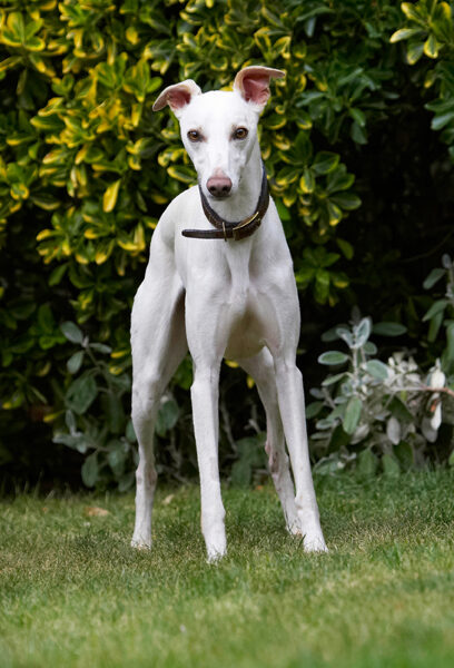 Dog, Dogs, Whippet, Willow