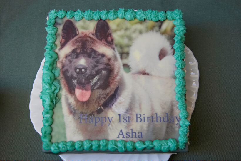 Akita, Asha, Birthday, Birthday Cake, Cake, Dog, Dogs, Tongue