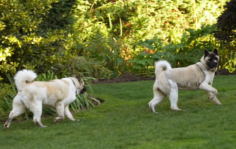 Akita, Asha, Birthday, Cake, Dog, Dogs, Grzegorz, Sky, Tongue