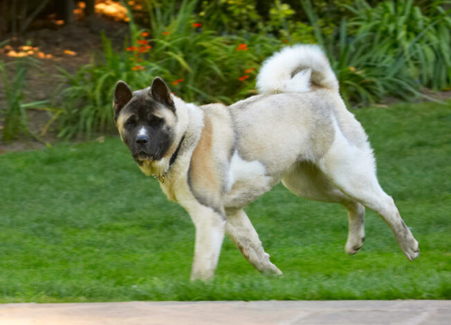 Akita, Asha, Birthday, Cake, Dog, Dogs