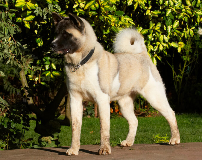 Akita, Asha, Birthday, Cake, Dog, Dogs
