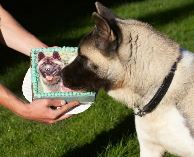 Akita, Asha, Birthday, Cake, Dog, Dogs, Tongue