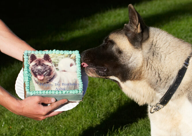 Akita, Asha, Birthday, Cake, Dog, Dogs, Tongue