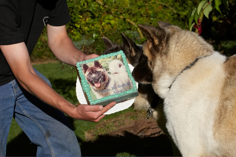 Akita, Asha, Birthday, Cake, Dog, Dogs, Grzegorz, Sky, Tongue