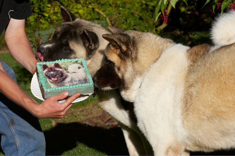 Akita, Asha, Birthday, Cake, Dog, Dogs, Grzegorz, Sky, Tongue
