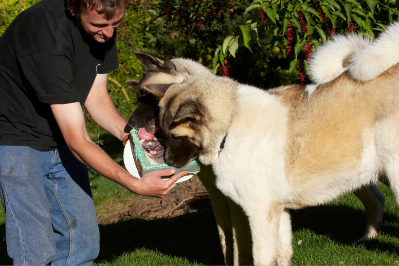 Akita, Asha, Birthday, Cake, Dog, Dogs, Grzegorz, Sky, Tongue