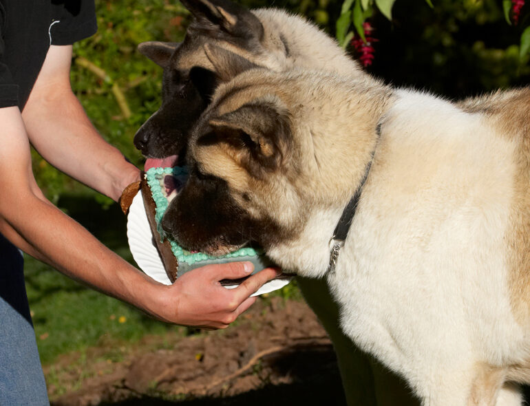 Akita, Asha, Birthday, Cake, Dog, Dogs, Grzegorz, Sky, Tongue