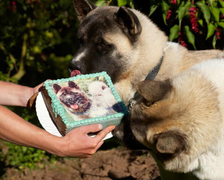 Akita, Asha, Birthday, Cake, Dog, Dogs, Sky, Tongue