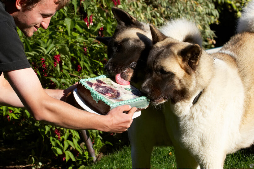 Akita, Asha, Birthday, Cake, Dog, Dogs, Grzegorz, Sky, Tongue