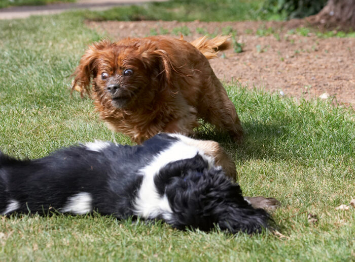 Dog, Dogs, Jasper, King Charles Spaniel, Ruby, Spaniels, Tongue