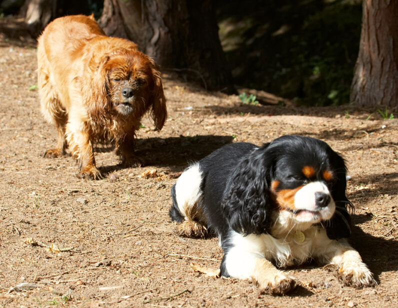 Dog, Dogs, Jasper, King Charles Spaniel, Ruby, Spaniels, Tongue