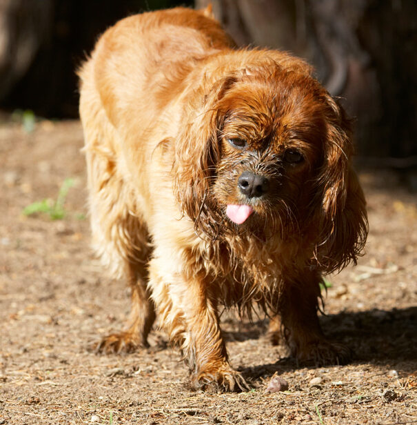 Dog, Dogs, King Charles Spaniel, Ruby, Spaniels, Tongue