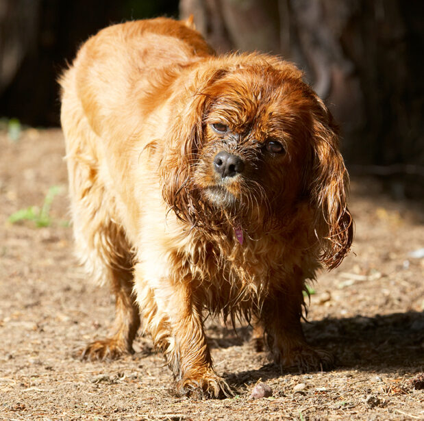 Dog, Dogs, King Charles Spaniel, Ruby, Spaniels