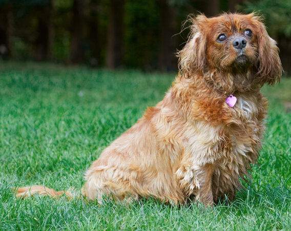 Dog, Dogs, King Charles Spaniel, Ruby, Spaniels