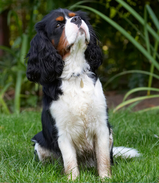 Dog, Dogs, Jasper, King Charles Spaniel, Spaniels, Tongue