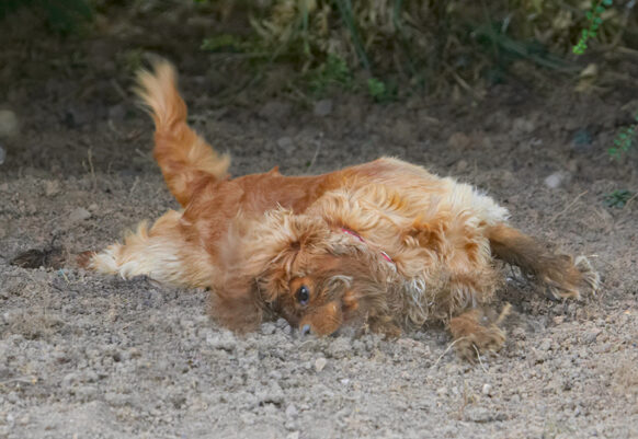 Dog, Dogs, King Charles Spaniel, Ruby, Spaniels