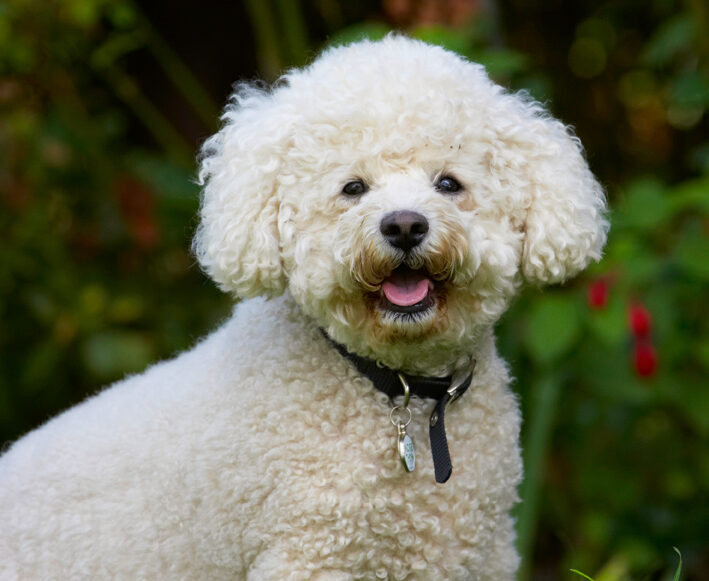 Bichon Frise, Dillon, Dog, Dogs, Tongue