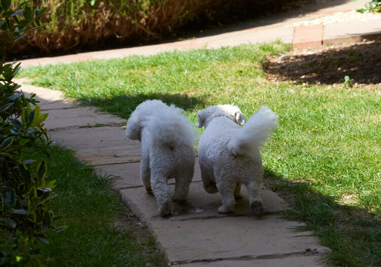 Bichon Frise, Dillon, Dog, Dogs, Leo, Tongue