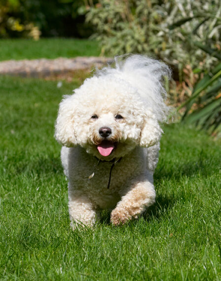 Bichon Frise, Dillon, Dog, Dogs, Tongue