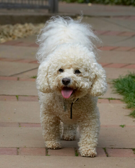 Bichon Frise, Dillon, Dog, Dogs, Tongue