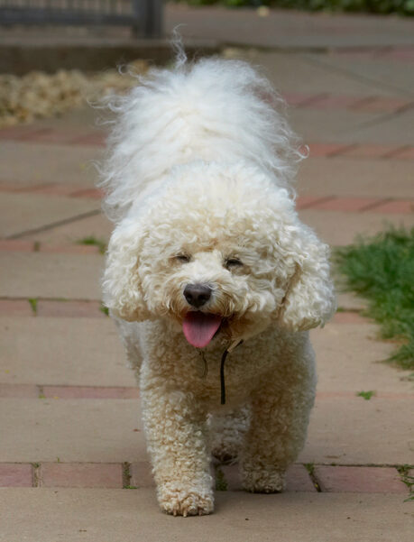 Bichon Frise, Dillon, Dog, Dogs, Tongue