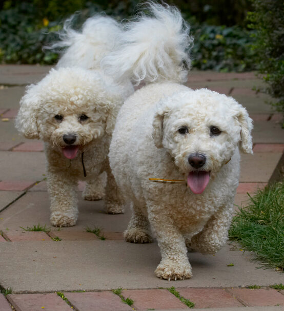 Bichon Frise, Dillon, Dog, Dogs, Leo, Tongue