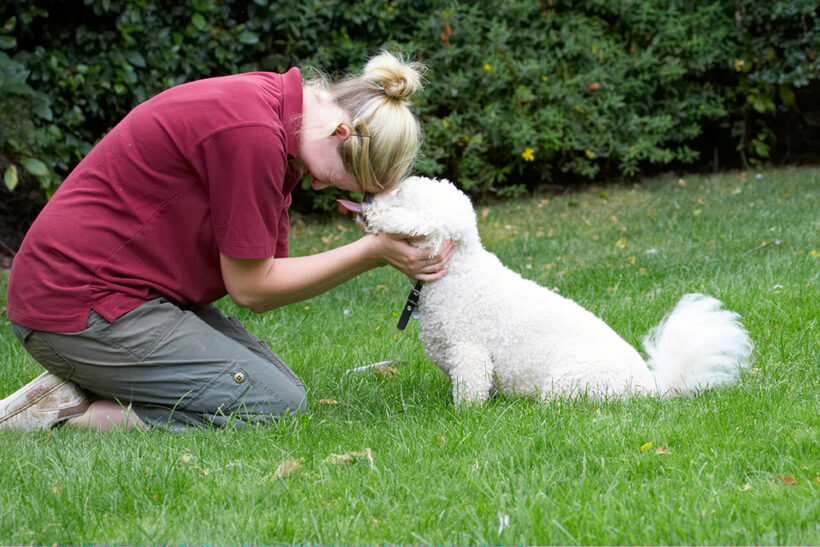 Bichon Frise, Dillon, Dog, Dogs, Laura, Tongue