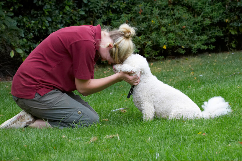 Bichon Frise, Dillon, Dog, Dogs, Laura, Tongue