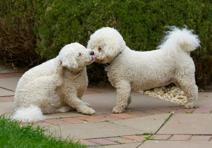 Bichon Frise, Dillon, Dog, Dogs, Leo, Tongue