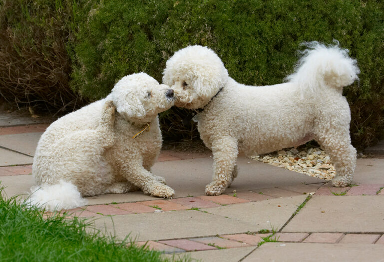 Bichon Frise, Dillon, Dog, Dogs, Leo, Tongue